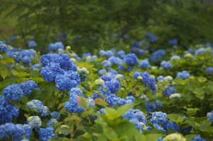 Hydrangea