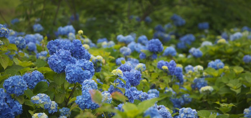 Hydrangea